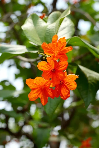 Orangefarbene Blumen in der Natur — Stockfoto