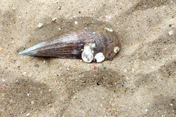 ビーチで貝を閉じる — ストック写真