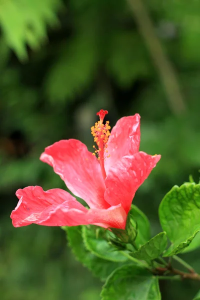 Kwiaty czerwono - kwiat hibiskusa — Zdjęcie stockowe