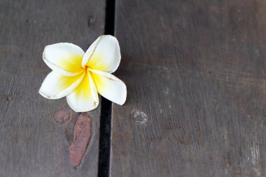 havuz beyaz frangipani çiçek.