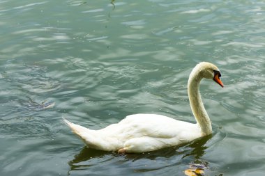 Beyaz bir kuğu Yüzme.