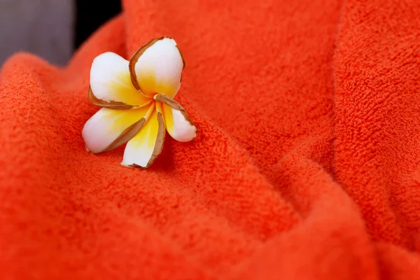 Белый цветок франжипани на оранжевом полотенце . — стоковое фото
