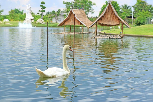 Ein weißer Schwan schwimmt. — Stockfoto