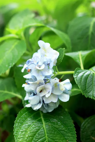 Hortensia bloem in tuin — Stockfoto