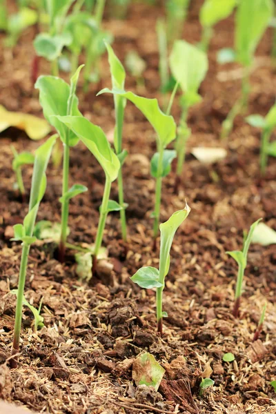 Green seedlings reborn from the soil. — Stock Photo, Image