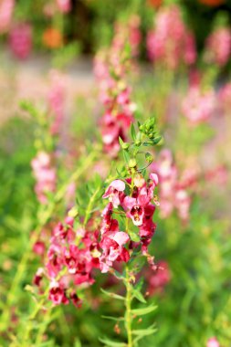 Değil çiçek doğada unut beni