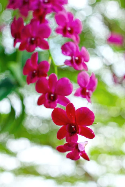 Rosa orkidéer i naturen — Stockfoto