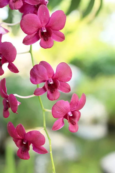 Pink orchids in nature — Stock Photo, Image