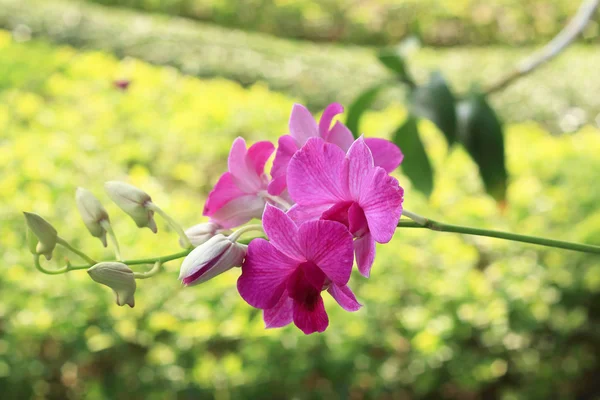 Rosa Orchideen in der Natur — Stockfoto