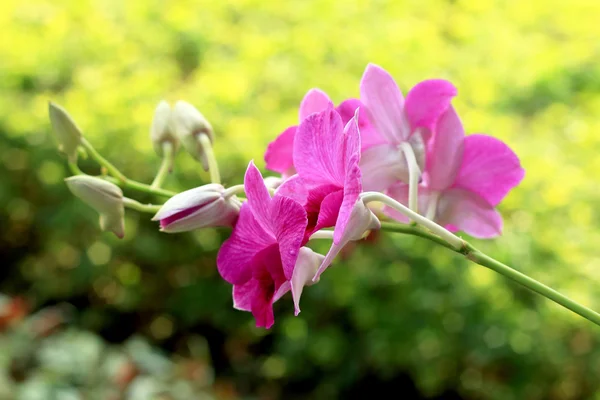 Orchidées roses dans la nature — Photo