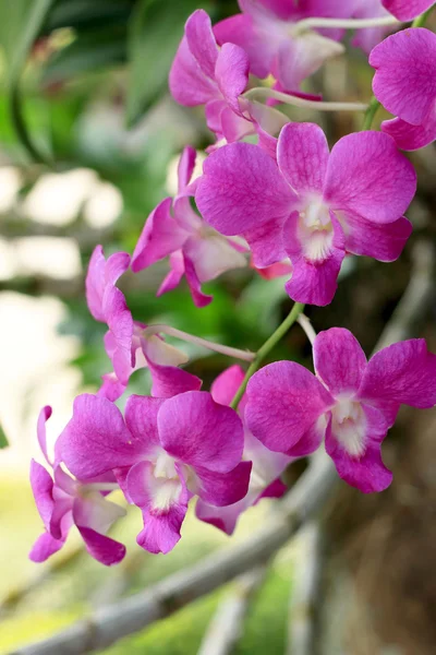 Pink orkideer i naturen - Stock-foto