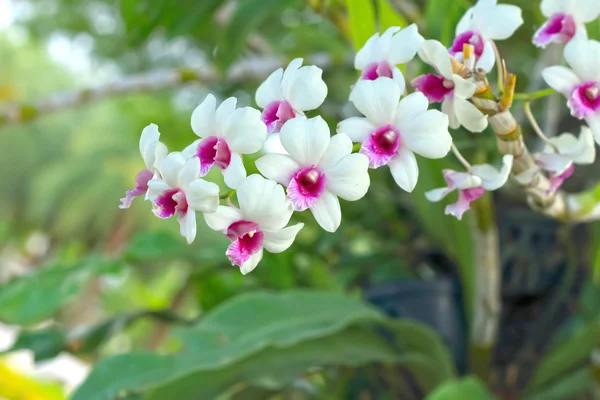 Orquídeas blancas en la naturaleza —  Fotos de Stock