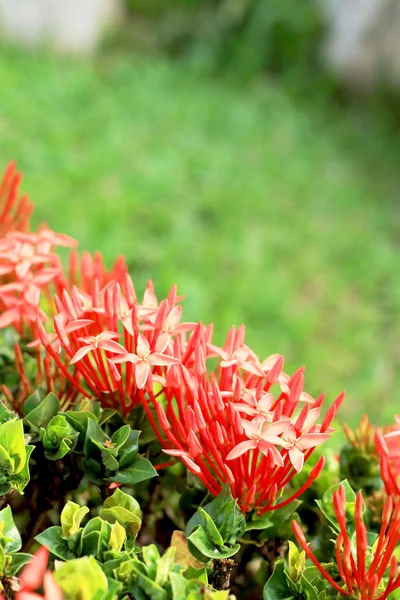 Červená ixora květina v přírodě — Stock fotografie