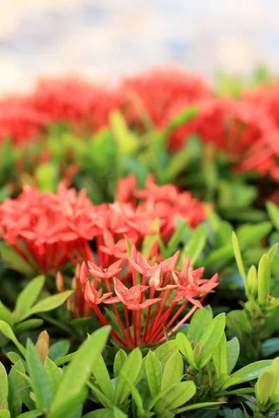 สีแดง Ixora ดอกไม้ในธรรมชาติ — ภาพถ่ายสต็อก