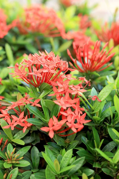 Flor vermelha de Ixora na natureza — Fotografia de Stock
