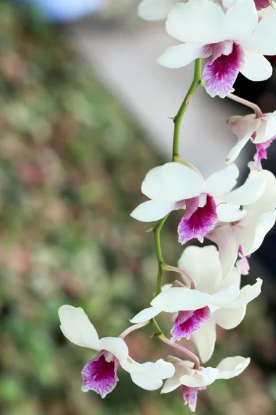 Hvide orkideer i naturen - Stock-foto
