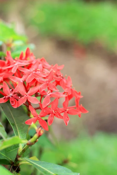 Flor roja de Ixora en la naturaleza — Foto de Stock