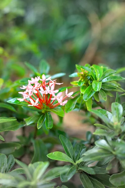 Červená ixora květina v přírodě — Stock fotografie