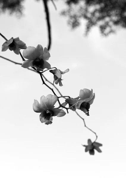 Vita orkidéer i naturen — Stockfoto