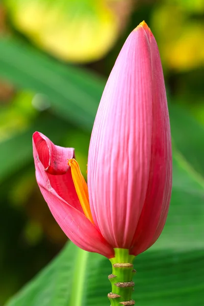 Flor de plátano ornamental —  Fotos de Stock