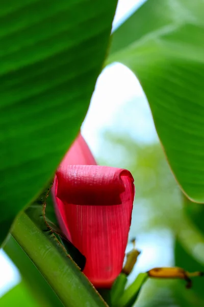 Prydnads banan blomma — Stockfoto