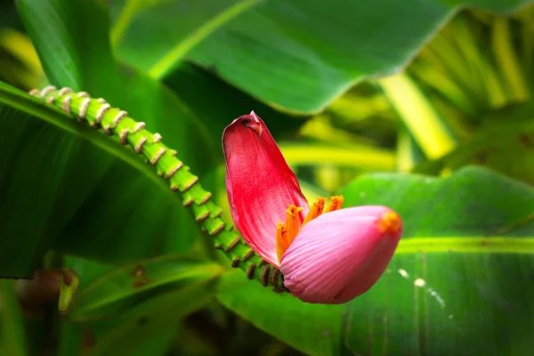 Zierbananenblüte — Stockfoto