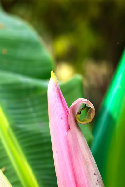 Банановый цветок — стоковое фото