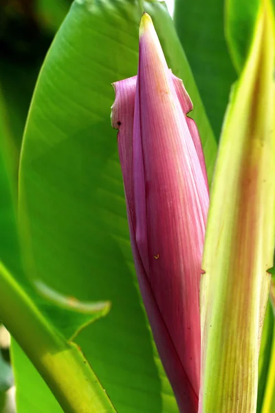 Prydnads banan blomma — Stockfoto