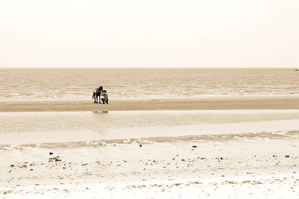 Heste oven på den strand - Stock-foto