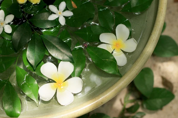 Fleur frangipanique blanche dans l'eau — Photo