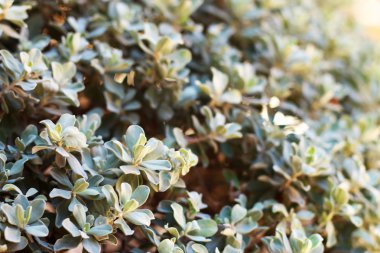 yeşil bırakın doğal