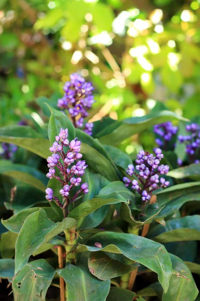 Flores púrpuras en la naturaleza —  Fotos de Stock