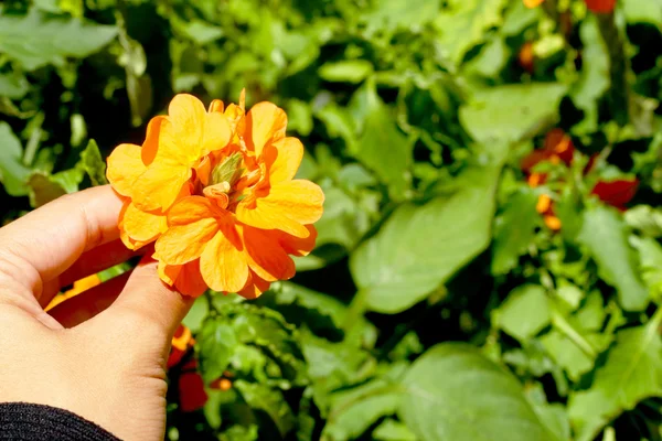 ดอกไม้สีส้มในธรรมชาติ — ภาพถ่ายสต็อก