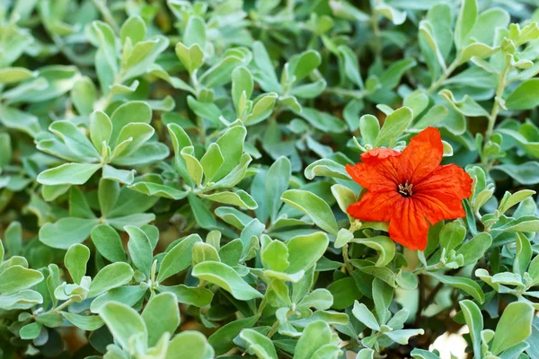 Orange flowers in nature — Stock Photo, Image