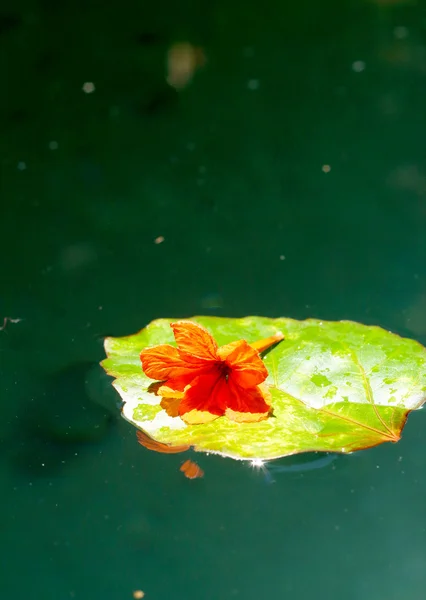 Orange flowers on green leaves. — Stock Photo, Image