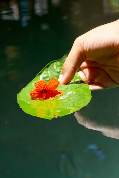 Oranje bloemen op donkergroene bladeren. — Stockfoto