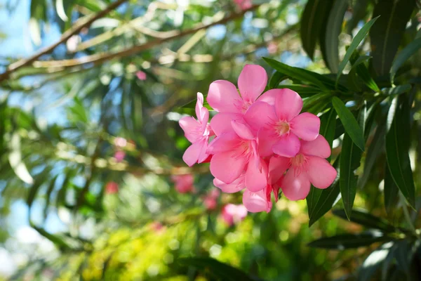 Roze bloemen in de natuur — Stockfoto