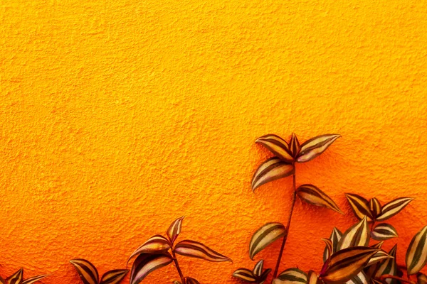 Feuilles motif sur un mur orange — Photo