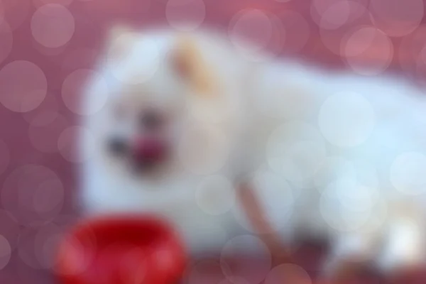 白いポメラニアン犬水を食べる — ストック写真
