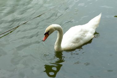 Beyaz bir kuğu Yüzme.