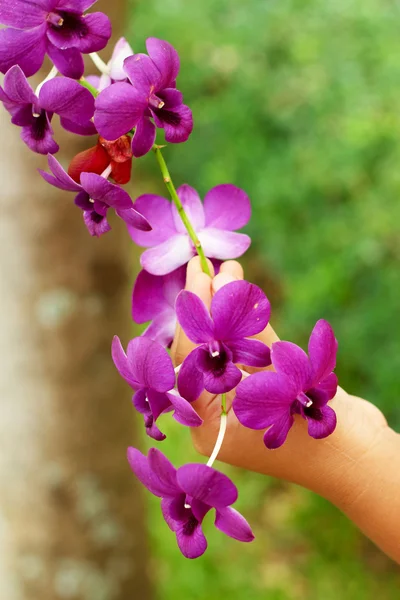 Orchidea rosa nelle mani — Foto Stock