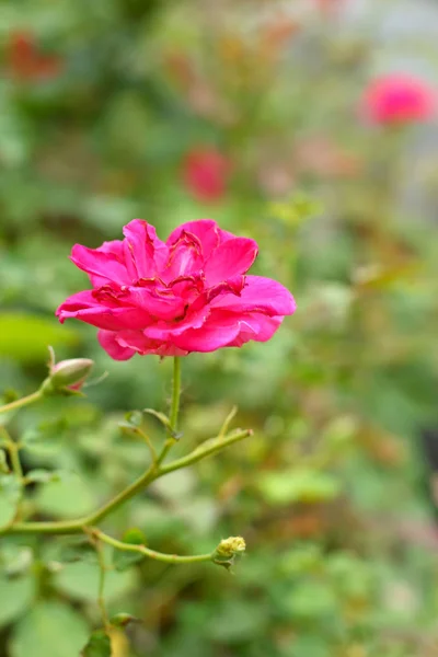 Close up of red rose — Stock Photo, Image