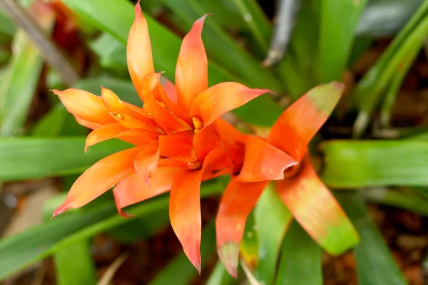 Bromélia flores na natureza — Fotografia de Stock