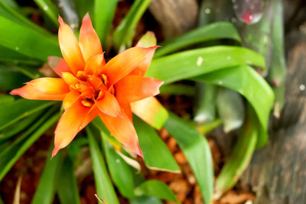 Fleurs de Bromeliad dans la nature — Photo