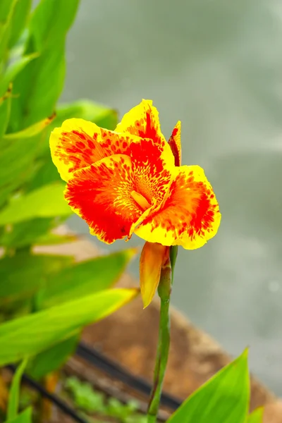 Canna Lily - fleur jaune dans le jardin — Photo