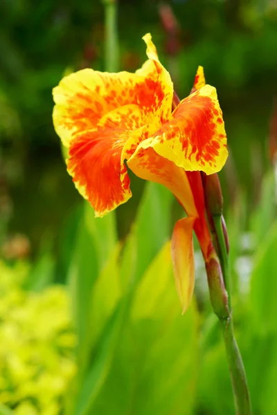 CANNA Lily - žlutý květ v zahradě — Stock fotografie