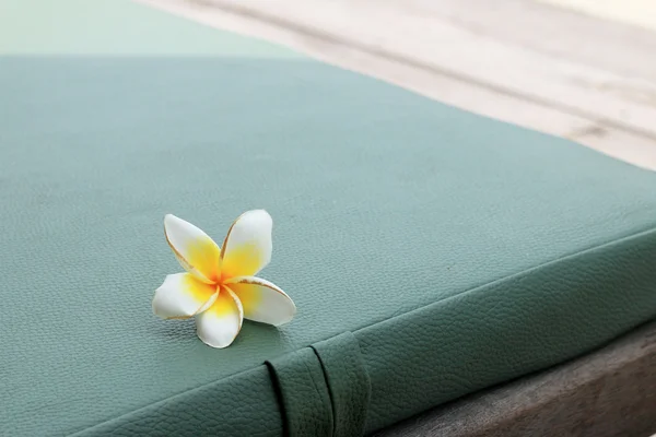 Flor Frangipani blanca — Foto de Stock