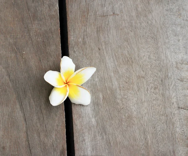 Белый цветок Франжипани — стоковое фото