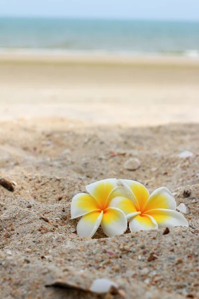 Flor de frangipani branco na areia. — Stockfoto