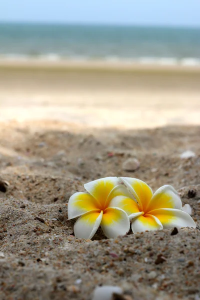 Weiße Frangipani Blume auf sand. — 图库照片